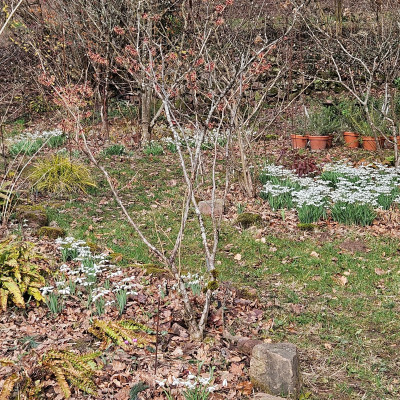 Hamamelis Strawberries and Cream verkleinert 20260223_131329.jpg