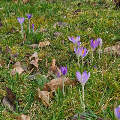 Crocus tommasinianuns 20260223_131303.jpg