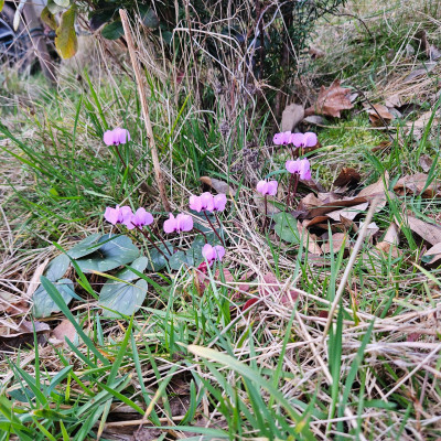 Cyclamen coum rosa 20260223_161327.jpg