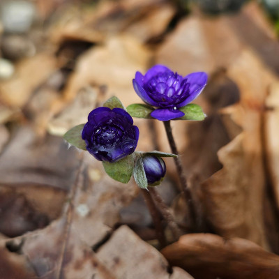 Hepatica nobilis Maria Theresia 20260223_121451.jpg