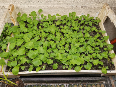 Cima di rapa 20260223.jpeg