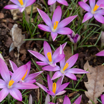 Crocus_tomm_Roseus.jpg