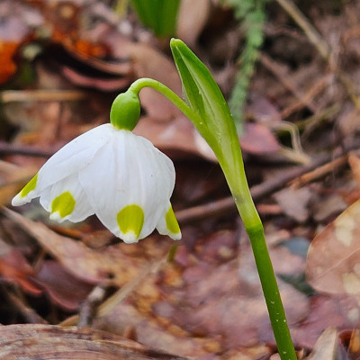 Leucojum vernum Steiermark 20260223_123032.jpg