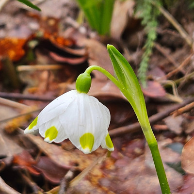 Leucojum vernum Steiermark 20260223_123034.jpg