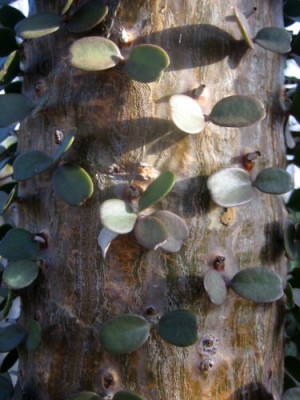 Alluaudfia_ascendens_28411.jpg