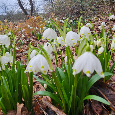 Leucojum vernum Oberbayern 20260223_123118.jpg