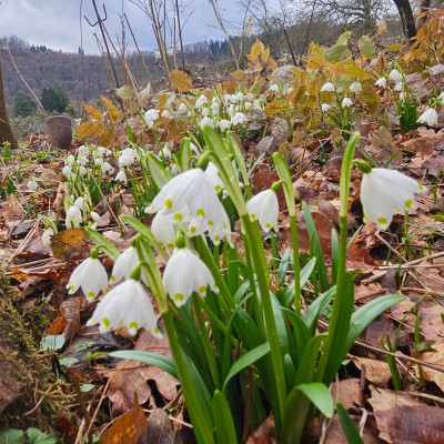 Leucojum vernum Oberbayern 20260223_123130.jpg