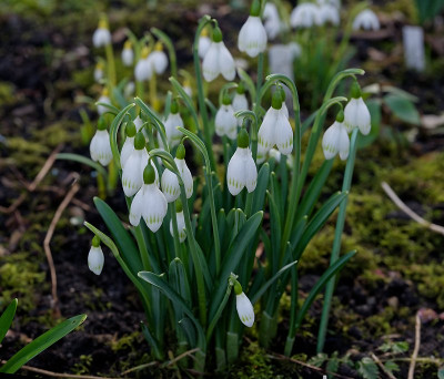 DSC_9810_DxO.jpg