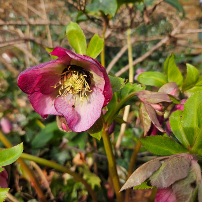 Helleboris Orientalis 20260223_153430.jpg