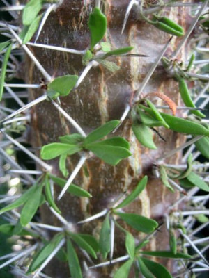 Didierea_trollii_28381.jpg