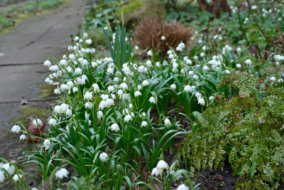Leucojum-vernum-Leucojum-vernum-Feb2426_004_02_04.JPG