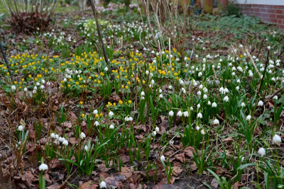 Leucojum-vernum-Leucojum-vernum-Feb2426_008_01_03.JPG