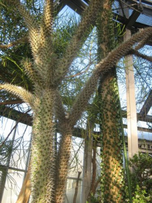 Alluaudfia_ascendens_rDidierea_trollii_l__28421.jpg