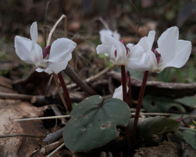 IMG_20260224_143736 cyclamen coum weiß.jpg