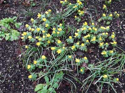 Eranthis hyemalis