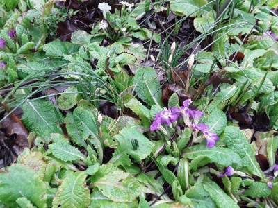 Primeln und Krokusse