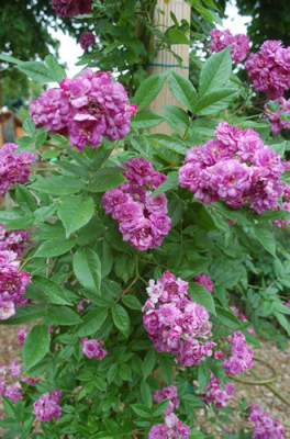Amethyste_0010__P_29233.jpg