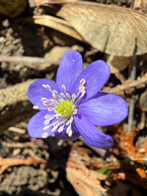 Hepatica nobilis