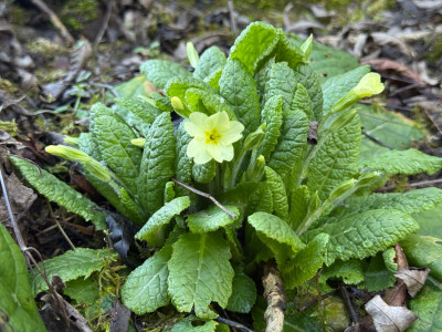 Primula vulgaris ssp. vulgaris