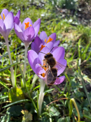 Crocus