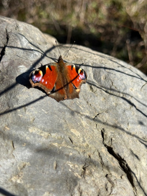 Tagpfauenauge auf Stein in "wilder Wiese"
