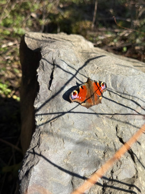 Tagpfauenauge auf Stein in "wilder Wiese"