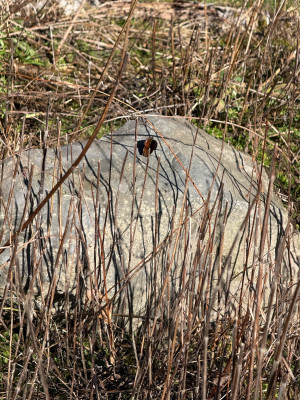 Tagpfauenauge auf Stein in "wilder Wiese"