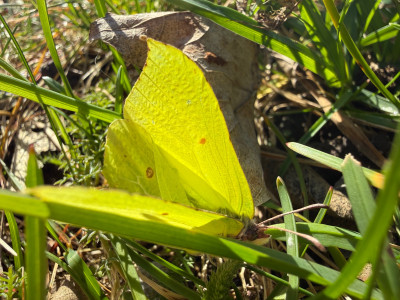 Zitronenfalter Laublatt im Hintergrund