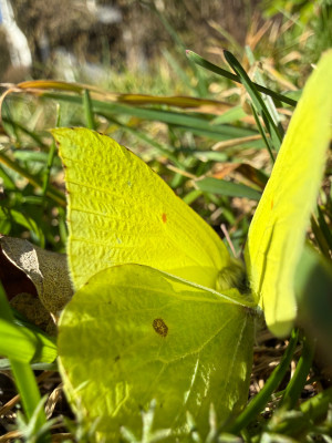 Zitronenfalter