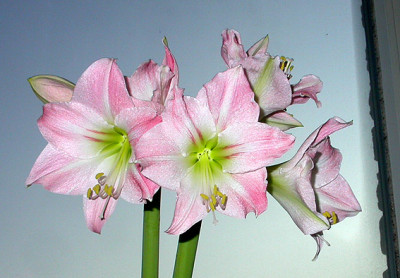 Hippeastrum_28.12.08.jpg