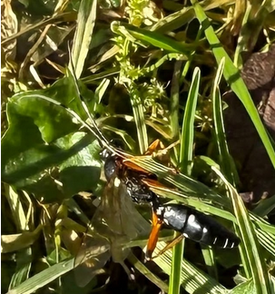 Diphyus quadripunctorius - Weibchen