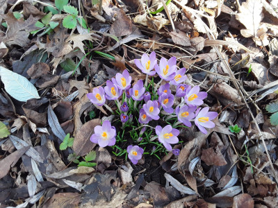 Crocus tommasianus