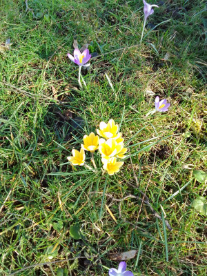 Gelbe Frühlingskrokusse
