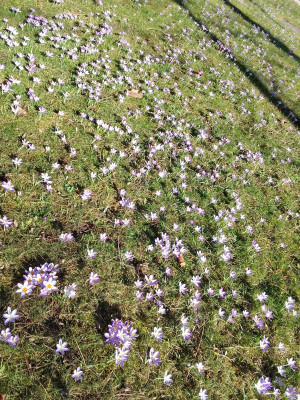 Elfenkrokusse
