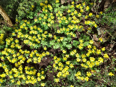 Eranthis hyemalis bei Sonnenschein