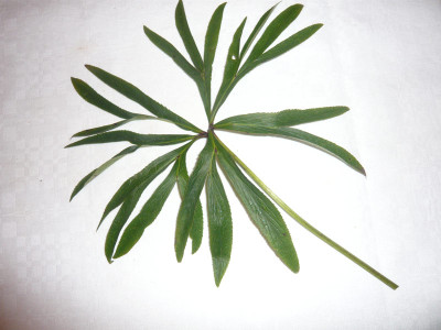 Helleborusblatt_1_.jpg