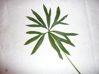 Helleburusblatt-2-.jpg