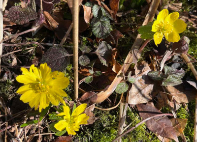 IMG_0010.jpeg