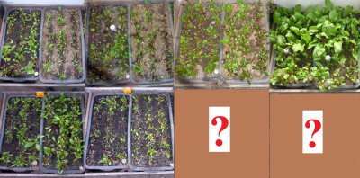 Vergleich Rote Beete &amp; Mangold 24/25 zu 25/26<br />(je Weihnachten / um 20. Feb. / Afg. III / Afg. IV)