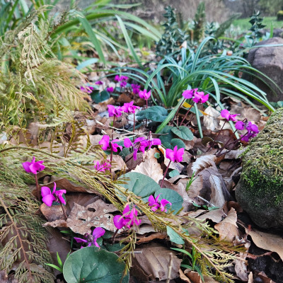 Cyclamen coum Buche 20260225_174815.jpg