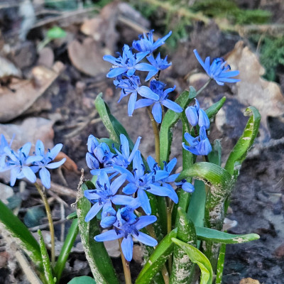 Scilla bifolia 20260225_174701.jpg