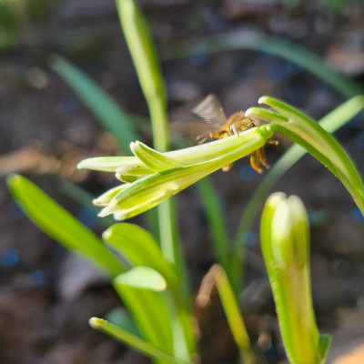 Bunch mit Biene f 20260225_135739.jpg