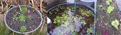 Baquieu (u.a.) "auf den Stock gesetzt" (Mausfraß) / <br />Winterportulak im "Wasserbad" / Endivien - abgängig...?
