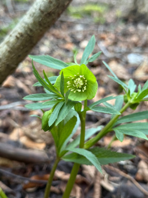 Helleborus viridris