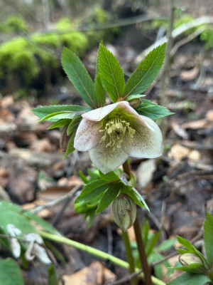 Helleborus spec.