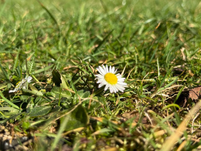 Gänseblümchen