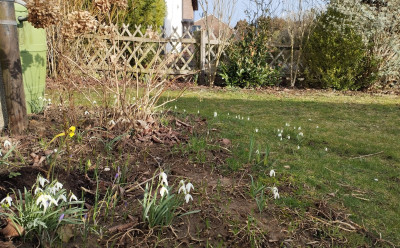 260226_Schneegloeckchen.jpg
