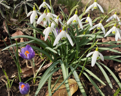 260226_Krokus1.jpg