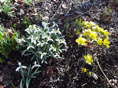Eranthis und Galanthus