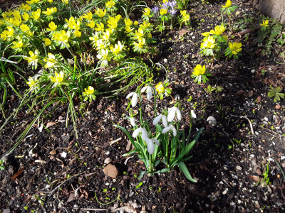 Eranthis und Galanthus